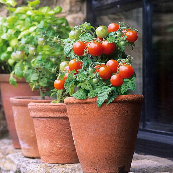 Tomato Seeds - Table Top Tomato (Sweet 'n' Neat Red) (Determinate)