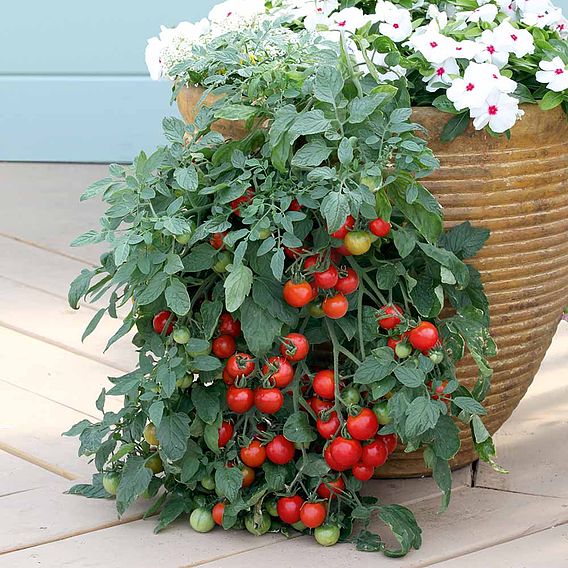 Tomato 'Tumbling Tom Red (Determinate)' - Seeds
