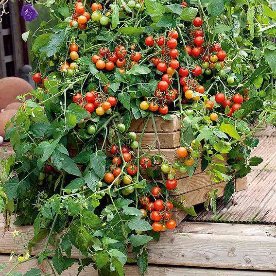 Tomato F1 'Lizzano (Determinate)' - Seeds