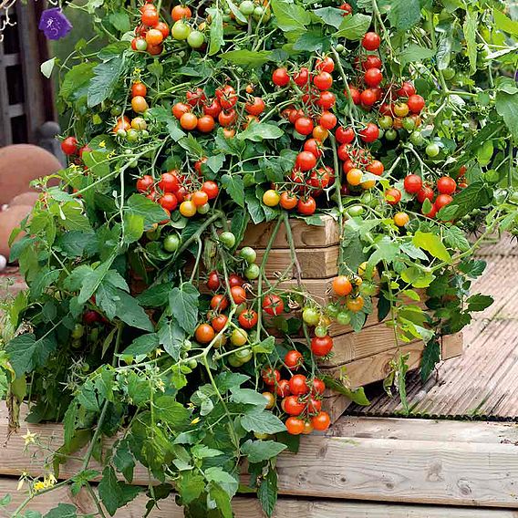 Tomato Seeds - F1 Lizzano (Determinate)