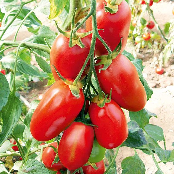 Grafted Tomato Plant - F1 Giulietta