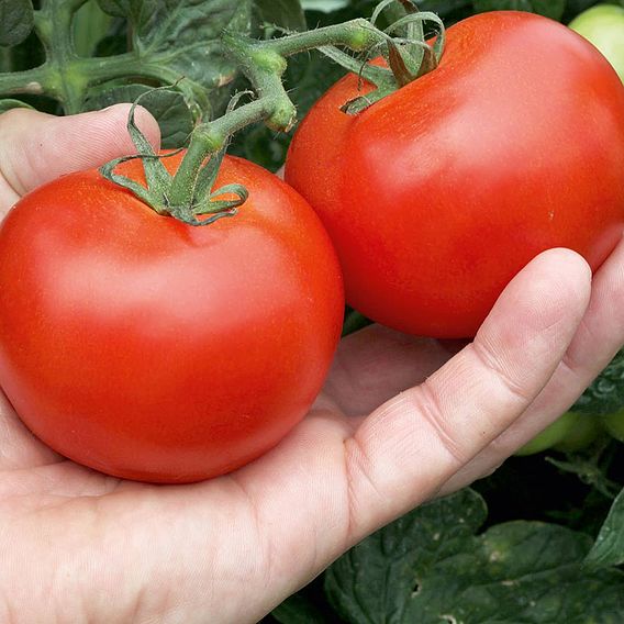 Tomato Seeds - Alicante (Indeterminate)