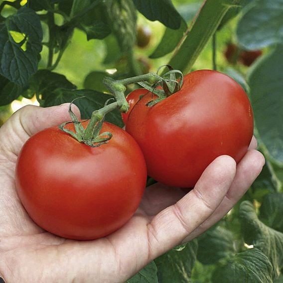 Tomato 'Alicante'