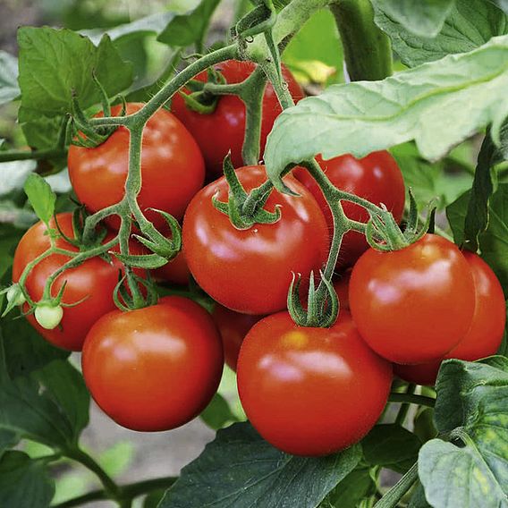 Tomato Seeds - F1 Fantasio (Indeterminate)