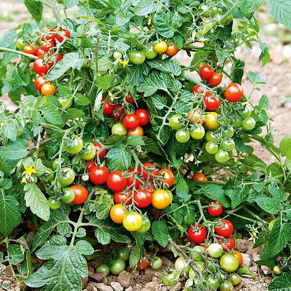 Tomato Seeds - F1 Lizzano (Determinate)