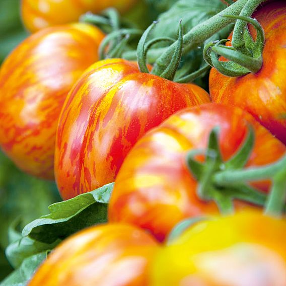Tomato Seeds - Striped Stuffer (Indeterminate)