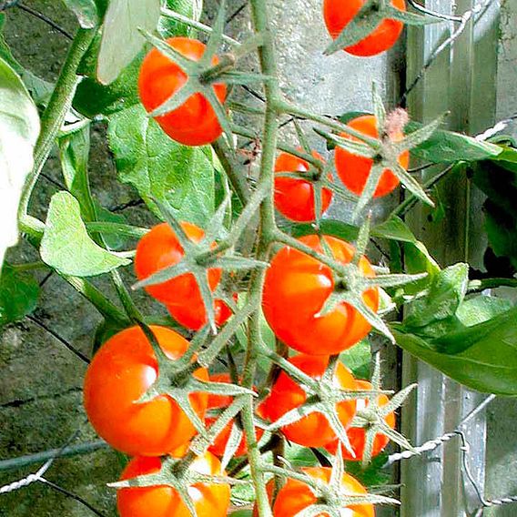 Tomato 'Sungold'