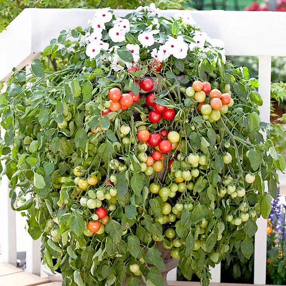 Tomato 'Cherry Falls (Determinate)' - Seeds