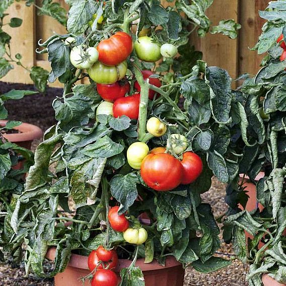 Tomato F1 'Big League (Determinate)' - Seeds