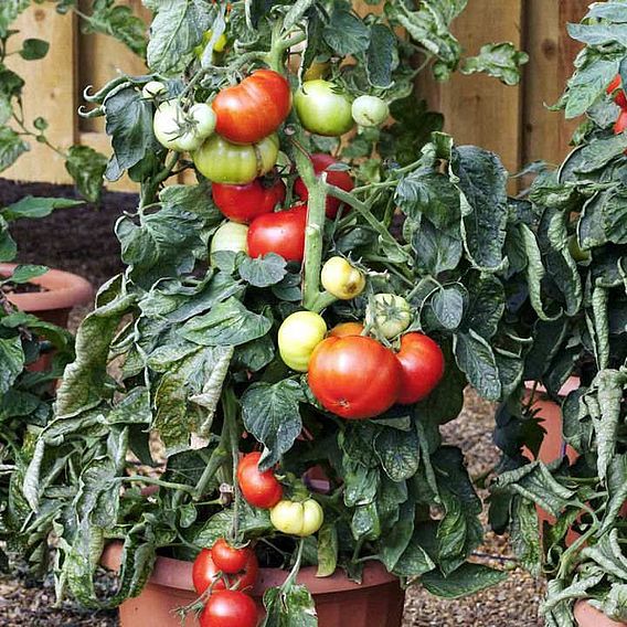 Tomato Seeds - F1 Big League (Determinate)