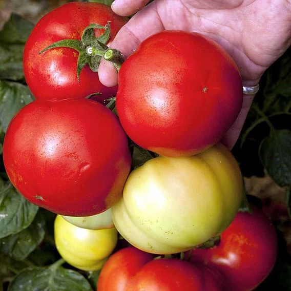Tomato F1 'Big League (Determinate)' - Seeds