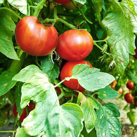 Tomato F1 'Big League (Determinate)' - Seeds