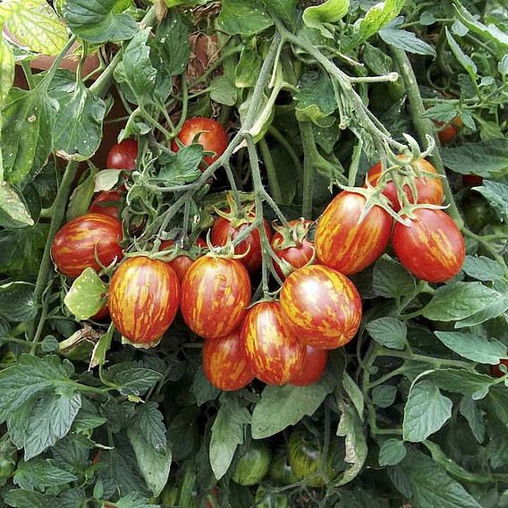 Tomato Seeds - F1 Firecracker (Determinate)