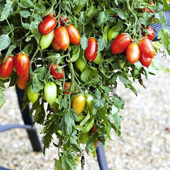 Tomato Seeds - F1 Firecracker (Determinate)