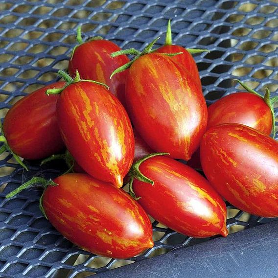 Tomato Seeds - F1 Firecracker (Determinate)