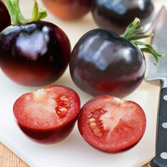 Tomato Indigo Rose Seeds - The Black Tomato (Indeterminate)