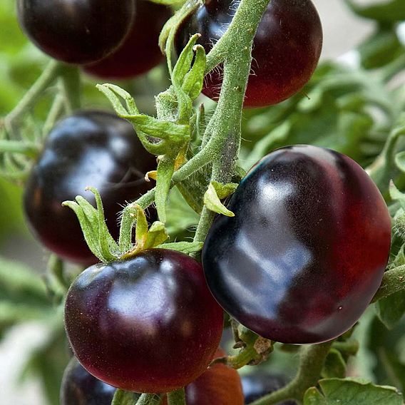 Tomato Indigo Rose Seeds - The Black Tomato (Indeterminate)