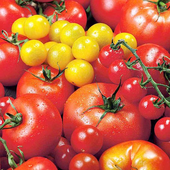 Tomato 'Summer Sensation Mix (Indeterminate)' - Seeds