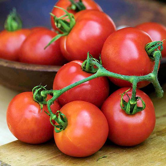 Tomato 'Summer Frolic (Indeterminate)' - Seeds