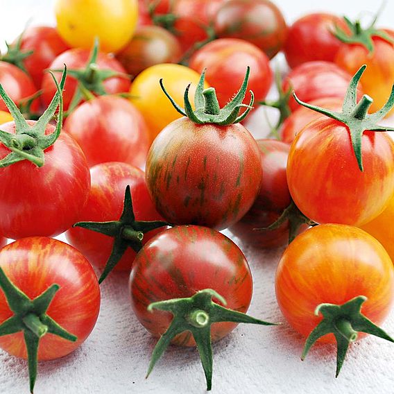 Tomato 'Artisan Bumble Bee Mix (Indeterminate)' - Seeds