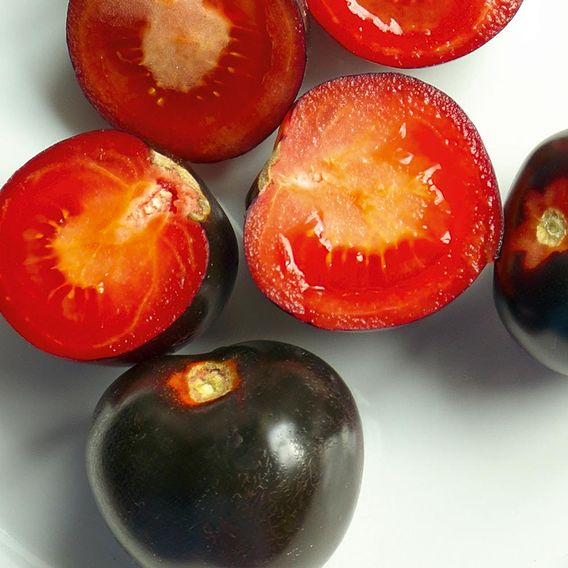 Tomato Indigo Rose Seeds - The Black Tomato (Indeterminate)