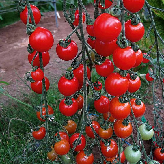 Tomato Seeds - Sweet Aperitif (Indeterminate)