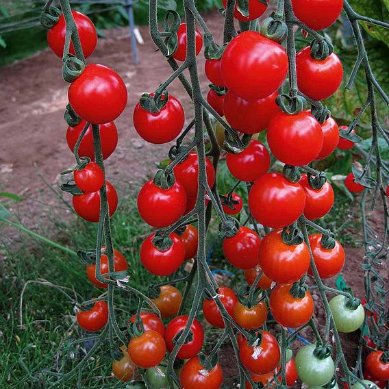 Tomato 'Sweet Aperitif (Indeterminate)' - Seeds