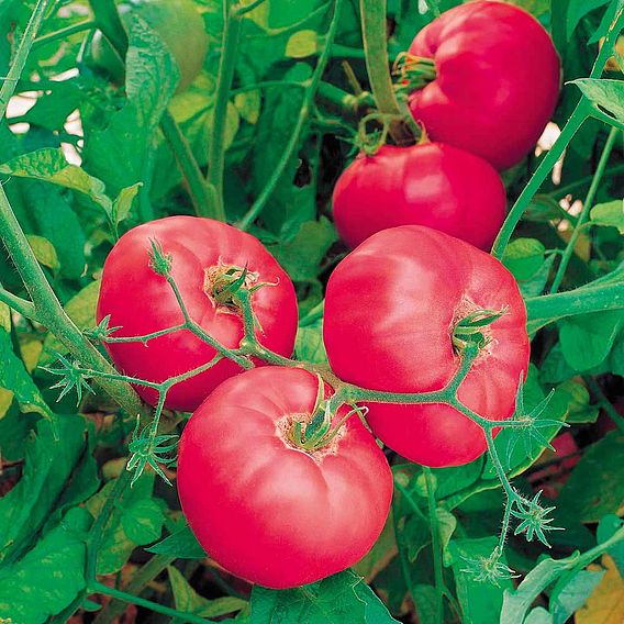 Tomato F1 'Brandy Boy' - Seeds