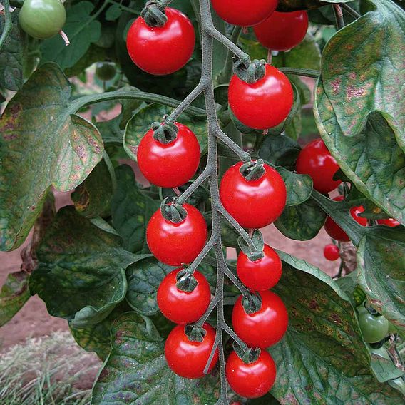 Tomato Seeds - Sweet Aperitif (Indeterminate)