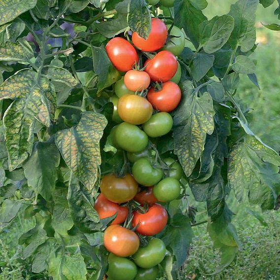 Grafted Tomato Plant - F1 Crimson Crush