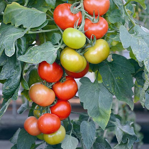 Tomato Seeds - F1 Crimson Crush (Indeterminate)