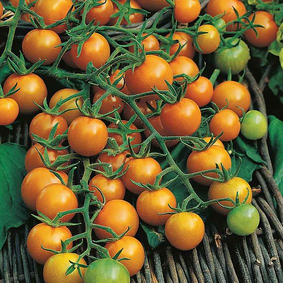 Tomato 'Sungold'