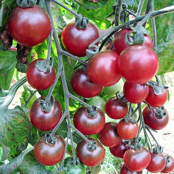 Tomato Seeds - Rosella (Indeterminate)