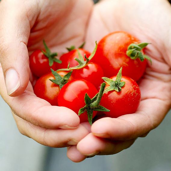 Tomato Seeds - Gardener's Delight (Indeterminate)