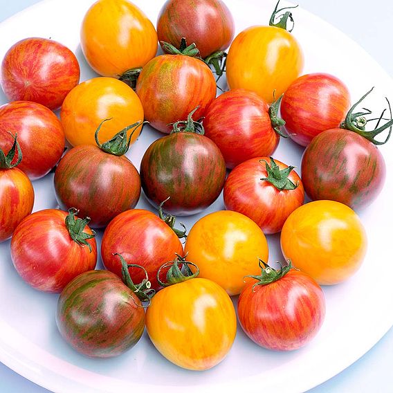 Tomato 'Artisan Bumble Bee Mix (Indeterminate)' - Seeds