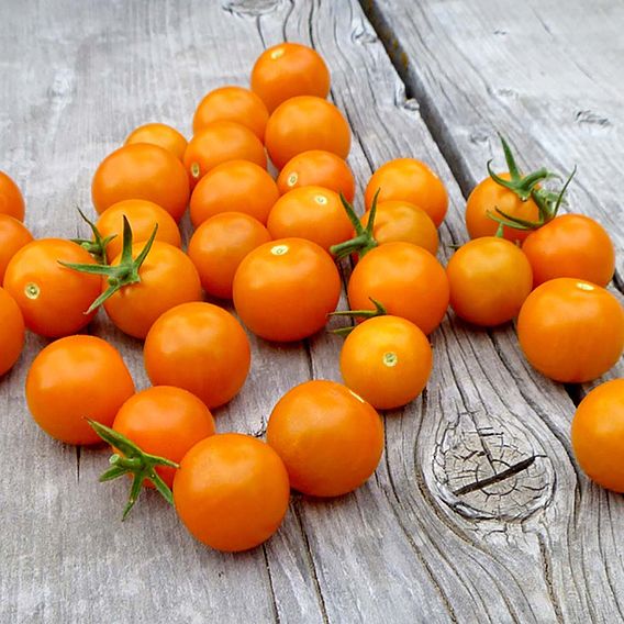 Tomato F1 'Sungold' - Seeds