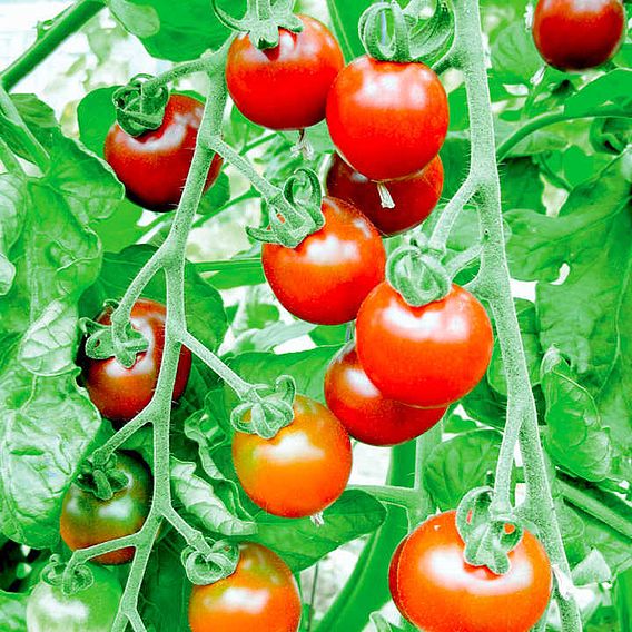 Tomato 'Garnet (Indeterminate)' - Seeds