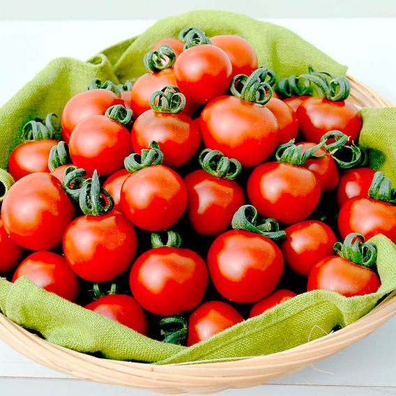 Tomato 'Garnet (Indeterminate)' - Seeds