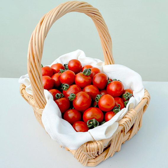Tomato 'Garnet (Indeterminate)' - Seeds