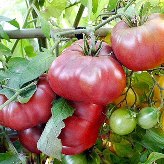 Tomato F1 'Brandy Boy' - Seeds