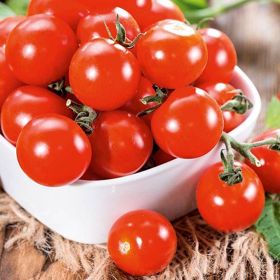 Tomato 'Crimson Cherry' (Grafted)