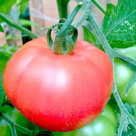 Tomato Seeds - Heinz 1370 (Determinate)
