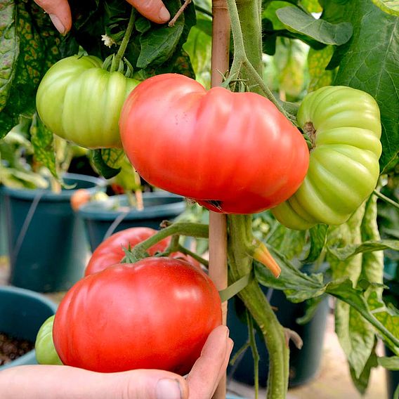 Tomato 'Crimson Blush' (Grafted)