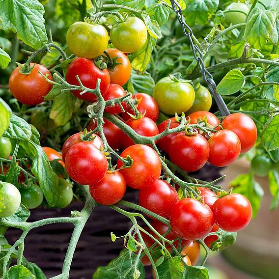 Tomato F1 'Tumbling Bella (Terenzo) (Determinate)' - Seeds