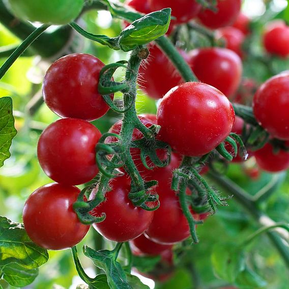 Grafted Tomato Plant - F1 Crimson Cherry