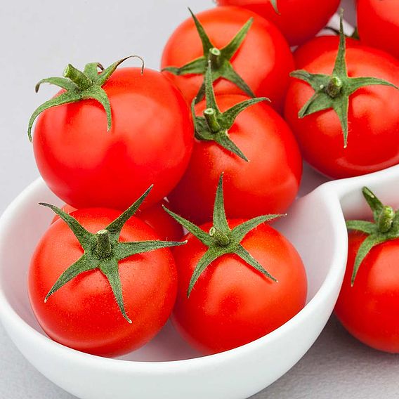 Tomato Seeds - F1 Summerlast (Indeterminate)