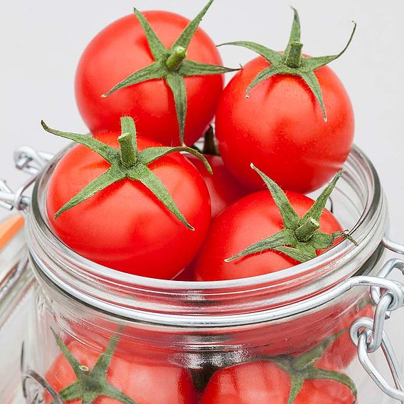 Tomato F1 'Summerlast (Indeterminate)' - Seeds