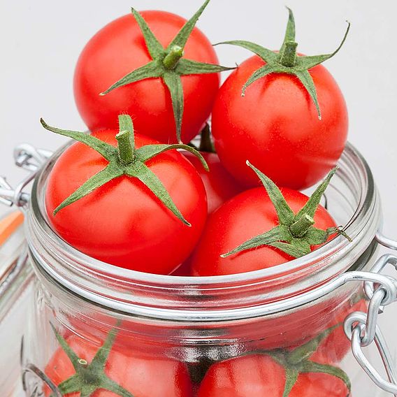 Tomato Seeds - F1 Summerlast (Indeterminate)