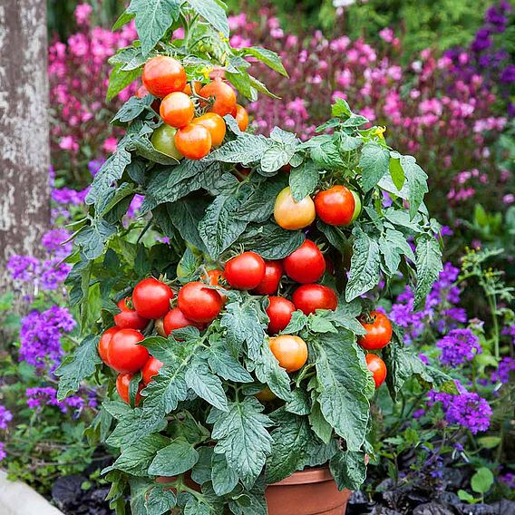 Tomato Seeds - F1 Summerlast (Indeterminate)