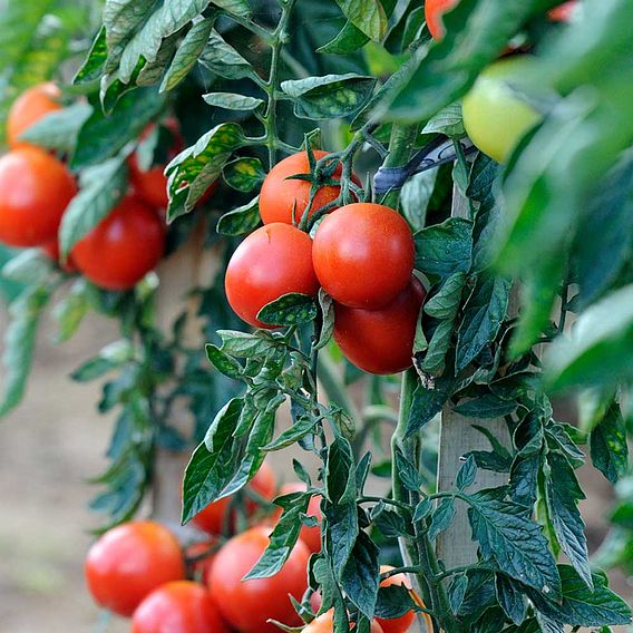 Tomato 'Premio' (Grafted)